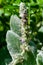 Flowers of blossoming Stachys byzantina \'Silver Carpet \' (Lamb\'s