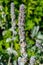 Flowers of blossoming Stachys byzantina `Silver Carpet` Lamb`s