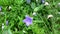 Flowers blue bell, bellflower, Ñampanula, close-up. Flowering blue platycodon grandiflorus in the garden. Medicinal herb