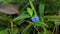 Flowers are blue, commelina tuberosa