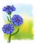 Flowers blue cornflower (Centaurea cyanus).