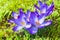 Flowers of blue crocuses on a sunny spring day