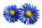 Flowers of blue daisies on white isolated background. Two chamomiles for design. View from above. Close-up