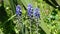 Flowers of blue grape hyacinth on a meadow.