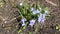 Flowers blue Scilla