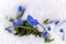 Flowers, blue snowdrops under snow