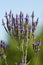 Flowers of blue vervain in a swamp in Connecticut