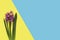 Flowers on blue and yellow color background. Minimal art design
