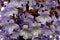 Flowers of the bluebell tree Paulownia tomentosa