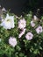 Flowers and a Bluebottle