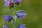 Flowers of a blueweed or viper bugloss