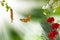 flowers on a blurry green background and a flying butterfly and a branch of a blossoming cherry tree