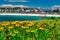 Flowers with Bondi Beach view, Australia