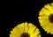 Flowers border design with copy space, Top view of english marigold flowers on a dark background