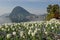 Flowers of the botanical garden, lake of Lugano and mount San Salvatore in Switzerland