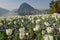 Flowers of the botanical garden, lake of Lugano and mount San Salvatore in Switzerland