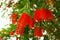 Flowers of bottlebrush tree