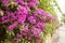 Flowers of bougainvillea