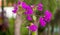 flowers bougainvillea close-up