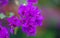 flowers bougainvillea close-up