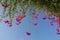 Flowers bougainvillea hanging on the green branche