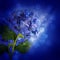 Flowers in a bouquet, blue hydrangeas