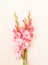 Flowers bouquet pink gladioluses on white background.