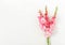 Flowers bouquet pink gladioluses on white background.