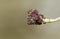 The flowers on a branch of a Ash Tree, Fraxinus excelsior, in woodland in spring.