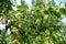 Flowers on branch of linden tree in June