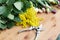 Flowers and branches of mimosa lie on the table next to the florist's scissors at the flower shop.