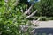 Flowers on branches of Vitex agnus-castus in July