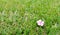 The flowers breed Catharanthus roseus pink beautiful and magnificent And fall on the grass.....