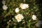 Flowers of briar white rose