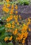 Flowers of bright orange marigolds. Mary`s Gold. Student flower, Turkish carnation.Tagetes