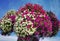 Flowers of bright petunia