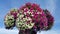 Flowers of bright petunia