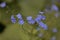 The flowers brunnea flowering in early spring. Unfocussed and blurry flowers. The beautiful blue brunnea on green background have