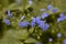 The flowers brunnea flowering in early spring. Unfocussed and blurry flowers. The beautiful blue brunnea on green background have