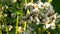 Flowers of buckwheat and buckwheat vast fields.