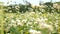 Flowers of buckwheat and buckwheat vast fields.