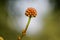 The flowers-bud of Persian silk tree