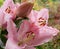 Flowers and bud of the pink cultivar of lily, close-up