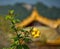 Flowers Buddhist temples of Bagan