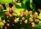 Flowers buds appear from the upper part of Prickly pear Cactus.