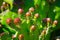 Flowers buds appear from the upper part of Prickly pear Cactus.