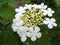 Flowers and buds of blooming guelder-rose. Corymbose inflorescence of the viburnum