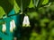 Flowers and buds on blooming polygonatum odoratum, angular Solomon`s seal, close-up, selective focus, shallow DOF