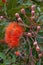 Flowers and buds of a corymbia ficifolia \\\'Baby Orange\\\' tree