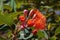 Flowers and buds of a corymbia ficifolia \\\'Baby Orange\\\' tree